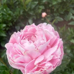 Meet your Posher, Vikki